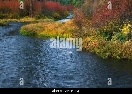 Lebendige Herbstfarben entlang des Wild & Scenic Metolius River in der Nähe von Camp Sherman im Jefferson County im Zentrum von Oregon. Stockfoto