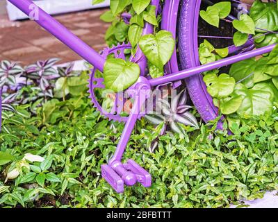 Lila Fahrrad Pedal und ein Teil des Hinterrads in grünen Blättern Nahaufnahme Stockfoto