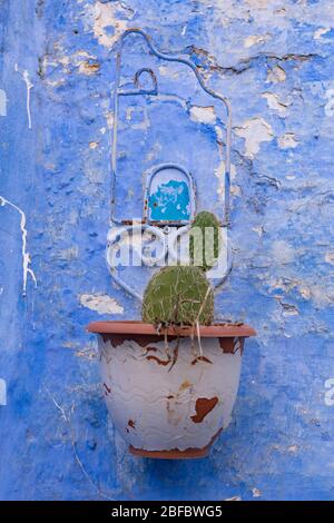 Ein hängende Blumentopf mit einem Kaktus an einer blauen Wand in Chefchaouen Marokko Stockfoto