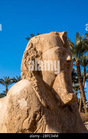 Die Sphinx of Memphis Statue im Freien mit Rahina Museum, Al Badrashin, Giza Governate, Ägypten. Stockfoto