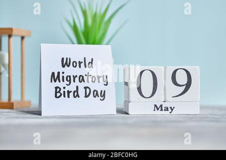 Holiday World Zugvogel Tag - 9 Neunten Mai Monat Kalender Konzept auf Holzblöcken. Nahaufnahme. Stockfoto