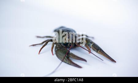 Live-Krebse auf weißem Hintergrund Nahaufnahme. Stockfoto