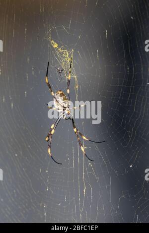 Männliche und weibliche goldene Kugel Spinne im Netz Stockfoto