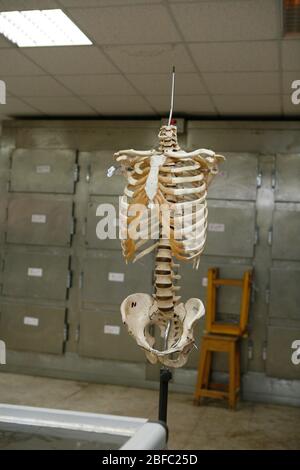 Ein Modell eines menschlichen Skeletts Stockfoto