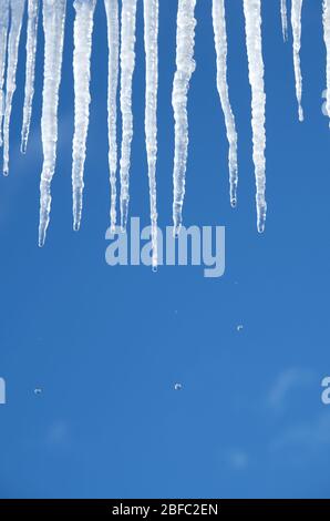 Die Frühlingstropfen fallen von langen Kristallschmelzikeln herunter, die vor klarem blauen Himmel auf hellem sonnigem Tauwetter hängen, am Tag der vertikalen Ansicht Stockfoto