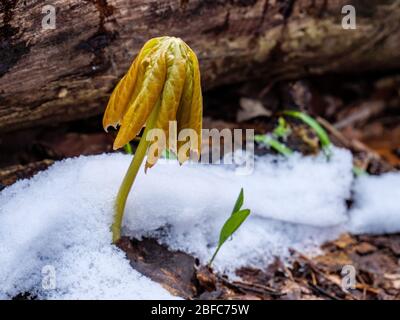 Mayapple durch den Frühlingsschnee. Die Pflanze produziert Podophyllotoxin, das in Krebsmedikamenten verwendet werden kann. Stockfoto