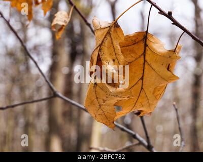 Eichenblätter aus dem vergangenen Herbst hängen im frühen Frühjahr an einer roten Eiche, Thatcher Woods Forest Preserve, Cook County, Illinois. Stockfoto