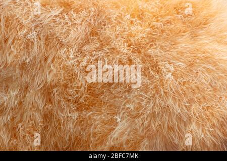 Shaggy tan Fell Hintergrund Textur texturierte Haut Stockfoto