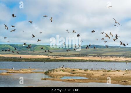 Vogelschar am Strand. Pelikane und Möwen fliegen über den Fluss. Schöne grüne Hügel, Sanddünen und wolkiger Himmel im Hintergrund. Guadalupe-N Stockfoto