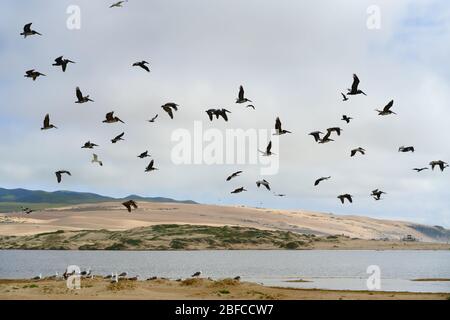 Pelikane fliegen über den Fluss. Sanddünen, grüne Hügel und wolkiger Himmel im Hintergrund Stockfoto
