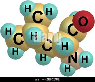 Leucin, Leu, ist eine verzweigtkettige Alpha-Aminosäure, die aufgrund der Isobutylseitenkette hydrophobe klassifiziert wird Stockfoto