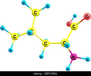 Leucin, Leu, ist eine verzweigtkettige Alpha-Aminosäure, die aufgrund der Isobutylseitenkette hydrophobe klassifiziert wird Stockfoto