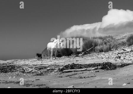 Weiße und schwarze Pferde, die am einsamen Strand in Monochrom herumlaufen. Stockfoto