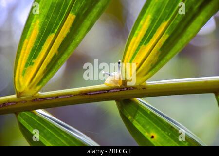 Ein gelber Schnecken mit lila Antennen auf einem Blatt im El Yunque Nationalpark, Puerto Rico (tropischer Regenwald) Stockfoto