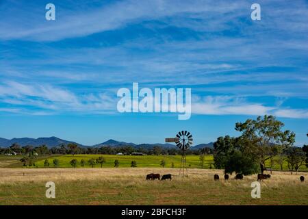 Junge Angus-Rinder auf Ackerland weiden. NSW Australien. Stockfoto