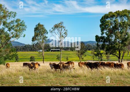 Junge Brahman Cross und Angus Rinder füttern auf Wintergras, NSW Australien. Stockfoto