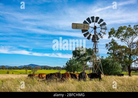 Eine Gruppe junger Mischvieh rund um den Wassertrog, NSW Australien. Stockfoto