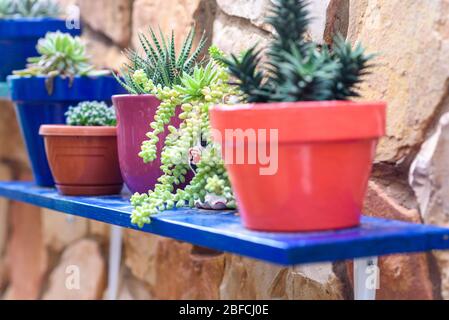 Gruppe von saftigen Pflanzen in einem sonnigen Garten im Garten. Stockfoto