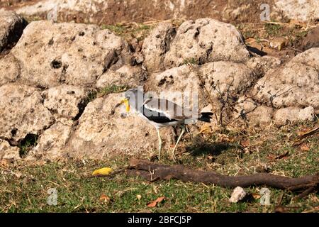 Weißkronenpflügelter oder Weißkopfpflügelter, Vanellus albiceps, im Chobe National Park, Botswana Stockfoto