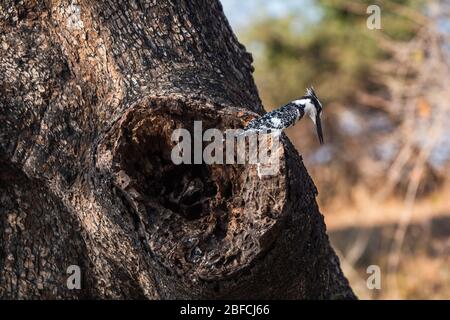 Eisvogel Vogel auf einem Baumstamm im Chobe National Park, Botswana Stockfoto