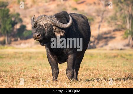 Schwarz großer, kraftvoller und bedrohlicher männlicher Cape Buffalo Bull steht im Chobe National Park, Botswana, Afrika Stockfoto