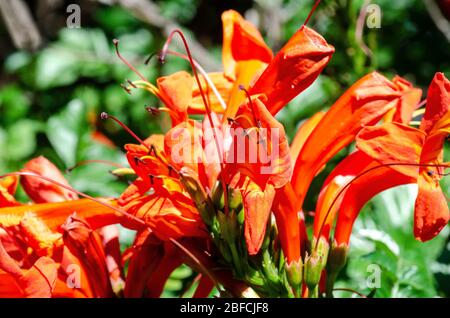 Kap Honeysuckle, Tecoma capensis. Stockfoto