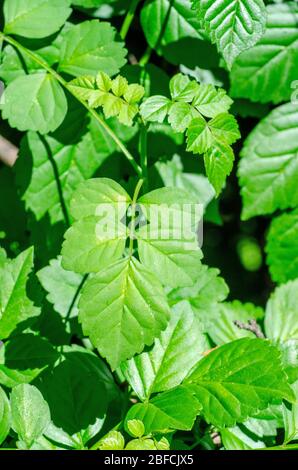 Blätter von Cape Honeysuckle, Tecoma capensis. Stockfoto