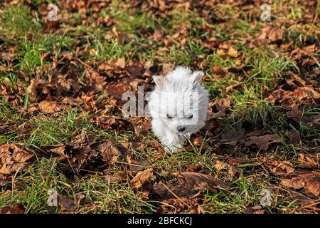 Der kleine malteser läuft auf einer Wiese mit Herbstlaub Stockfoto