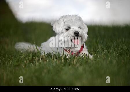 Weißer Hund, Rasse malteser, Ruhe im Gras Stockfoto