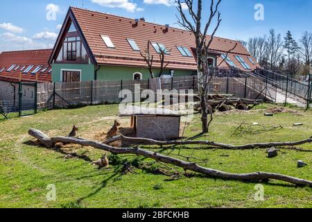 ZOO, Tábor, Jižní Čechy, Česká republika / zoologischer Garten, Stadt Tabor, Südböhmische Region, Tschechische republik Stockfoto