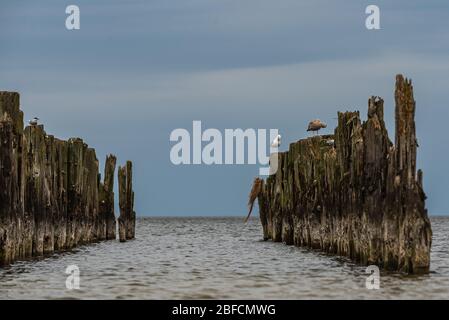 Alte Bootsliegeplätze an den Ufern der Ostsee und Seevögel, die darauf sitzen, als historisches Zeugnis der vergangenen Fischerei Stockfoto