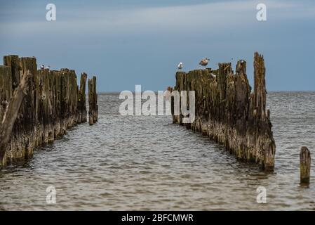 Alte Bootsliegeplätze an den Ufern der Ostsee und Seevögel, die darauf sitzen, als historisches Zeugnis der vergangenen Fischerei Stockfoto