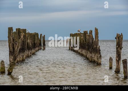 Alte Bootsliegeplätze an den Ufern der Ostsee und Seevögel, die darauf sitzen, als historisches Zeugnis der vergangenen Fischerei Stockfoto