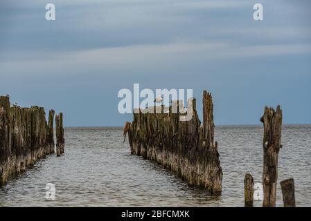 Alte Bootsliegeplätze an den Ufern der Ostsee und Seevögel, die darauf sitzen, als historisches Zeugnis der vergangenen Fischerei Stockfoto