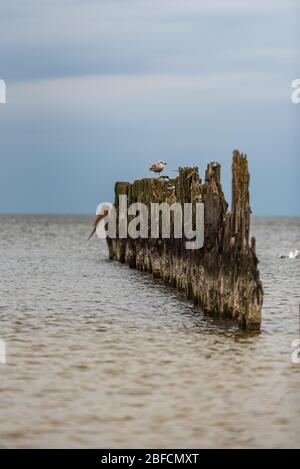 Alte Bootsliegeplätze an den Ufern der Ostsee und Seevögel, die darauf sitzen, als historisches Zeugnis der vergangenen Fischerei Stockfoto