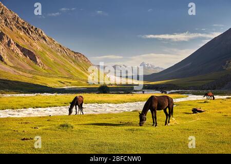 Pferde in der Nähe des Flusses in der Terskey Alatau Gebirge in Kirgisistan und Zentralasien Stockfoto