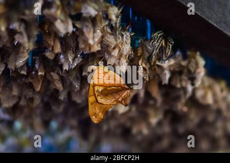 Neugeborene Schmetterlinge im Schmetterlingsgarten auf Bali Stockfoto