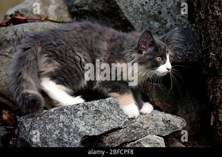 Einige Monate alte norwegische Waldkatze Kätzchen klettern im Sommer auf Steinen Stockfoto