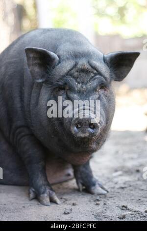 Vietnamesisches schwarzes Schwein mit Bast. Herbivore Schweine. Stockfoto