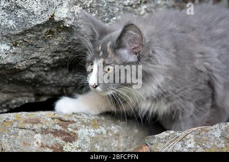 Einige Monate alte norwegische Waldkatze Kätzchen klettern im Sommer auf Steinen Stockfoto