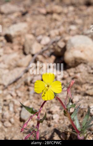 Kleine Blüten der südlichen Mojave Wüste einheimischen jährlichen Mojave Sun Cup, Camissonia Campestris, leuchten in Pioneertown Mountains preser Stockfoto
