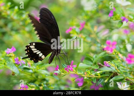 Gemeiner Mormon - Papilio polytes, schöner großer schwarzer Schmetterling aus südostasiatischen Wiesen und Wäldern, Malaysia. Stockfoto