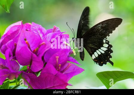 Gemeiner Mormon - Papilio polytes, schöner großer schwarzer Schmetterling aus südostasiatischen Wiesen und Wäldern, Malaysia. Stockfoto