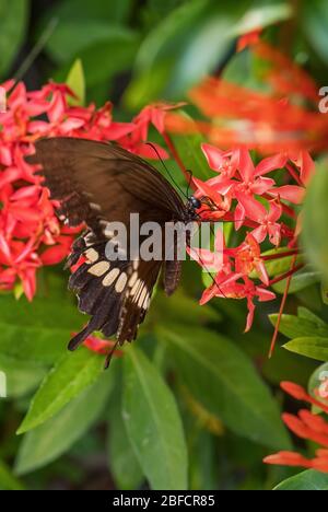 Gemeiner Mormon - Papilio polytes, schöner großer schwarzer Schmetterling aus südostasiatischen Wiesen und Wäldern, Malaysia. Stockfoto