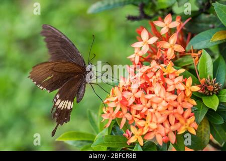 Gemeiner Mormon - Papilio polytes, schöner großer schwarzer Schmetterling aus südostasiatischen Wiesen und Wäldern, Malaysia. Stockfoto