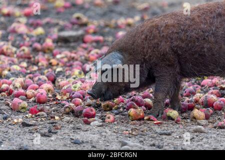 Ein Mangalica-Schwein, das sich auf Äpfeln ernährt Stockfoto