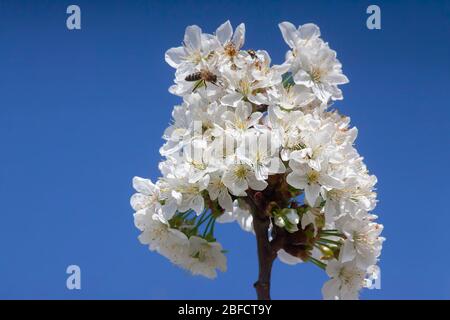 Foto einer Biene landete auf einem vollen Bündel von Kirschblüten auf Ast auf Deep Blue Sky Hintergrund Stockfoto