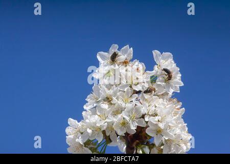 Foto von zwei Bienen landete auf einem vollen Bündel von Kirschblüten mit Gesellschaft eines anderen Insekt auf Zweig auf Deep Blue Sky Hintergrund Stockfoto