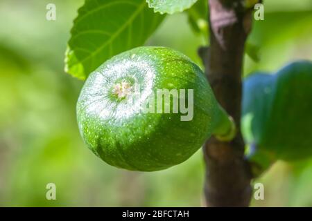 Junge Feige in lebendigen Farben in der frühen Wachstumsphase auf einem Zweig in frühen Morgenlicht Stockfoto