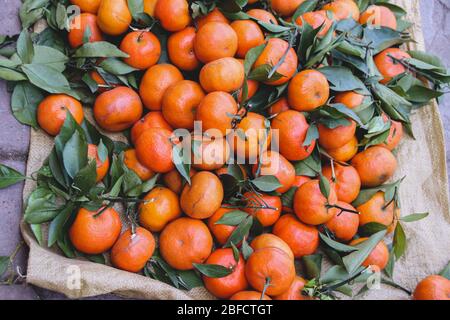 Kum-Quat-Frucht, die in der vietnamesischen Kultur als Glücksfrucht gilt und speziell während des Tet Holiday (vietnamesisches Neujahr) zubereitet wird Stockfoto